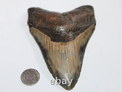 MEGALODON Fossil Giant Shark Tooth No Repair Natural 4.93 HUGE MUSEUM QUALITY