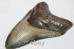 MEGALODON Fossil Giant Shark Tooth No Repair Natural 4.93 HUGE MUSEUM QUALITY