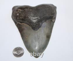 MEGALODON Fossil Giant Shark Tooth No Repair Natural 5.10 HUGE COMMERCIAL GRADE
