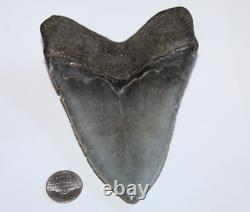 MEGALODON Fossil Giant Shark Tooth No Repair Natural 5.10 HUGE COMMERCIAL GRADE