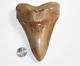 Megalodon Fossil Giant Shark Tooth No Repair Natural 5.62 Huge Commercial Grade