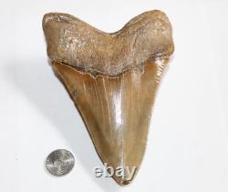 MEGALODON Fossil Giant Shark Tooth No Repair Natural 5.62 HUGE COMMERCIAL GRADE
