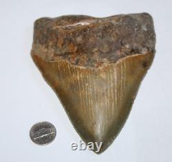 MEGALODON Fossil Giant Shark Tooth No Repair Natural 5.75 HUGE COMMERCIAL GRADE