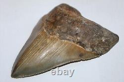MEGALODON Fossil Giant Shark Tooth No Repair Natural 5.75 HUGE COMMERCIAL GRADE
