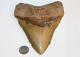 Megalodon Fossil Giant Shark Tooth No Repair Natural 5.95 Huge Beautiful Tooth