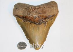 MEGALODON Fossil Giant Shark Tooth No Repair Natural 5.95 HUGE BEAUTIFUL TOOTH