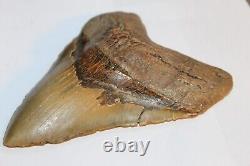 MEGALODON Fossil Giant Shark Tooth No Repair Natural 5.95 HUGE BEAUTIFUL TOOTH