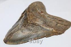 MEGALODON Fossil Giant Shark Tooth No Repair Natural 6.21 HUGE BEAUTIFUL TOOTH