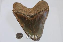 MEGALODON Fossil Giant Shark Tooth No Repair Natural 6.21 HUGE BEAUTIFUL TOOTH