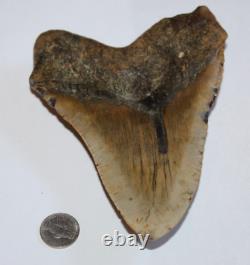MEGALODON Fossil Giant Shark Tooth No Repair Natural 6.37 HUGE BEAUTIFUL TOOTH