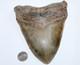 Megalodon Fossil Giant Sharks Teeth Natural No Repair 6.38 Huge Beautiful Tooth
