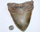 Megalodon Fossil Giant Sharks Teeth Natural No Repair 6.38 Huge Beautiful Tooth