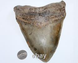 MEGALODON Fossil Giant Sharks Teeth Natural No Repair 6.38 HUGE BEAUTIFUL TOOTH