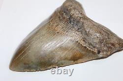 MEGALODON Fossil Giant Sharks Teeth Natural No Repair 6.38 HUGE BEAUTIFUL TOOTH