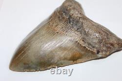 MEGALODON Fossil Giant Sharks Teeth Natural No Repair 6.38 HUGE BEAUTIFUL TOOTH