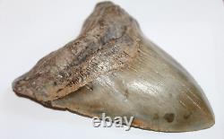 MEGALODON Fossil Giant Sharks Teeth Natural No Repair 6.38 HUGE BEAUTIFUL TOOTH
