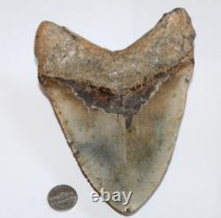 MEGALODON Fossil Giant Sharks Teeth Natural No Repair 6.38 HUGE BEAUTIFUL TOOTH