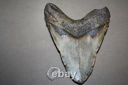 MEGALODON Fossil Giant Sharks Teeth Ocean No Repair 5.01 HUGE BEAUTIFUL TOOTH