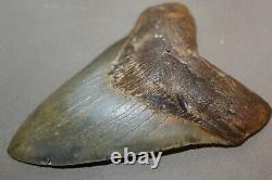 MEGALODON Fossil Giant Sharks Teeth Ocean No Repair 5.17 HUGE BEAUTIFUL TOOTH