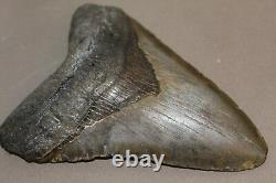 MEGALODON Fossil Giant Sharks Teeth Ocean No Repair 5.34 HUGE BEAUTIFUL TOOTH