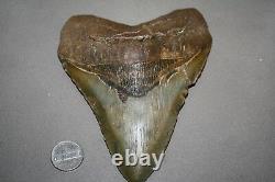 MEGALODON Fossil Giant Sharks Teeth Ocean No Repair 5.63 HUGE BEAUTIFUL TOOTH