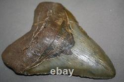 MEGALODON Fossil Giant Sharks Teeth Ocean No Repair 5.63 HUGE BEAUTIFUL TOOTH