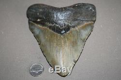 MEGALODON Fossil Giant Sharks Teeth Ocean No Repair 5.71 HUGE BEAUTIFUL TOOTH
