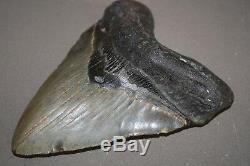 MEGALODON Fossil Giant Sharks Teeth Ocean No Repair 5.71 HUGE BEAUTIFUL TOOTH