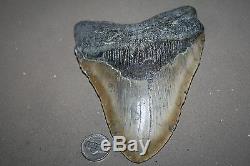 MEGALODON Fossil Giant Sharks Teeth Ocean No Repair 5.72 HUGE BEAUTIFUL TOOTH