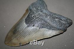MEGALODON Fossil Giant Sharks Teeth Ocean No Repair 5.72 HUGE BEAUTIFUL TOOTH