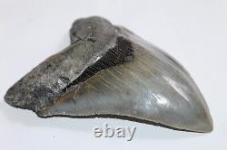 MEGALODON Fossil Giant Sharks Teeth Ocean No Repair 5.72 HUGE MUSEUM QUALITY