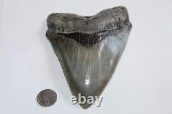 MEGALODON Fossil Giant Sharks Teeth Ocean No Repair 5.72 HUGE MUSEUM QUALITY