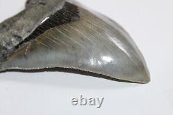 MEGALODON Fossil Giant Sharks Teeth Ocean No Repair 5.72 HUGE MUSEUM QUALITY