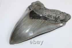 MEGALODON Fossil Giant Sharks Teeth Ocean No Repair 5.72 HUGE MUSEUM QUALITY