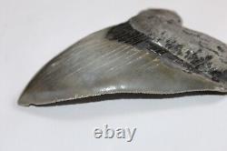 MEGALODON Fossil Giant Sharks Teeth Ocean No Repair 5.72 HUGE MUSEUM QUALITY