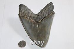 MEGALODON Fossil Giant Sharks Teeth Ocean No Repair 5.72 HUGE MUSEUM QUALITY