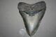 Megalodon Fossil Giant Sharks Teeth Ocean No Repair 5.73 Huge Beautiful Tooth