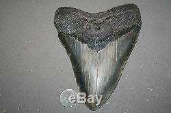 MEGALODON Fossil Giant Sharks Teeth Ocean No Repair 5.73 HUGE BEAUTIFUL TOOTH