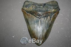 MEGALODON Fossil Giant Sharks Teeth Ocean No Repair 5.75 HUGE BEAUTIFUL TOOTH