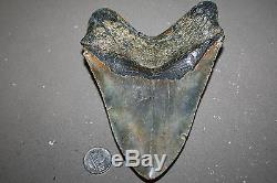 MEGALODON Fossil Giant Sharks Teeth Ocean No Repair 5.75 HUGE BEAUTIFUL TOOTH