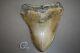 Megalodon Fossil Giant Sharks Teeth Ocean No Repair 5.82 Huge Beautiful Tooth