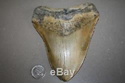 MEGALODON Fossil Giant Sharks Teeth Ocean No Repair 5.82 HUGE BEAUTIFUL TOOTH