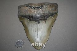 MEGALODON Fossil Giant Sharks Teeth Ocean No Repair 5.94 HUGE BEAUTIFUL TOOTH