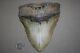 Megalodon Fossil Giant Sharks Teeth Ocean No Repair 5.94 Huge Beautiful Tooth