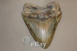 MEGALODON Fossil Giant Sharks Teeth Ocean No Repair 5.97 HUGE BEAUTIFUL TOOTH
