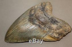 MEGALODON Fossil Giant Sharks Teeth Ocean No Repair 5.97 HUGE BEAUTIFUL TOOTH