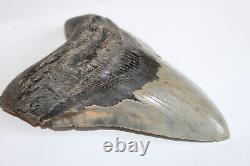 MEGALODON Fossil Giant Sharks Teeth Ocean No Repair 5.97 HUGE COMMERCIAL GRADE