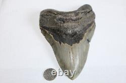 MEGALODON Fossil Giant Sharks Teeth Ocean No Repair 5.97 HUGE COMMERCIAL GRADE