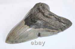 MEGALODON Fossil Giant Sharks Teeth Ocean No Repair 5.97 HUGE COMMERCIAL GRADE