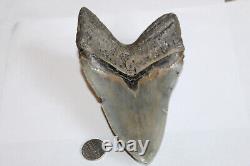 MEGALODON Fossil Giant Sharks Teeth Ocean No Repair 5.97 HUGE COMMERCIAL GRADE
